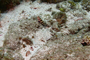 Scuba diving at Chichi jima Bonin island, Ogasawara.
