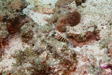 Scuba diving at Chichi jima Bonin island, Ogasawara.