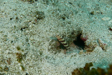 Scuba diving at Chichi jima Bonin island, Ogasawara.