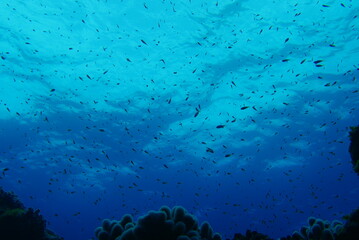 Scuba diving at Chichi jima Bonin island, Ogasawara.