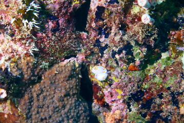 Naklejka na ściany i meble Scuba diving at Chichi jima Bonin island, Ogasawara.