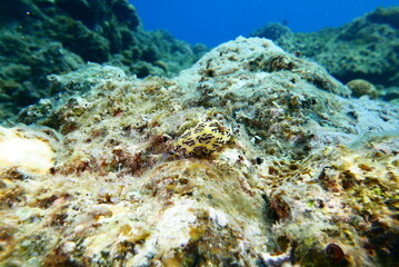 Scuba diving at Chichi jima Bonin island, Ogasawara.