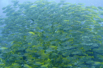 Naklejka na ściany i meble Scuba diving at Chichi jima Bonin island, Ogasawara.