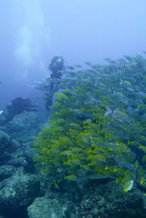 Scuba diving at Chichi jima Bonin island, Ogasawara.