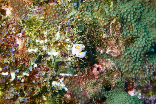 Scuba Diving At Chichi Jima Bonin Island, Ogasawara.