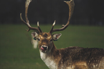 Deer licking lips in Irish park