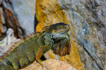 Iguana reptilian, exotic wild dragon.