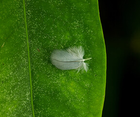 A white feather stuck on a green leaf. The picture was taken using a smartphone with a 40mm macro lens.