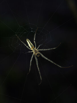 A spider is waiting for a victim stuck in its web. The picture was taken using a smartphone and an additional 40mm macro lens.