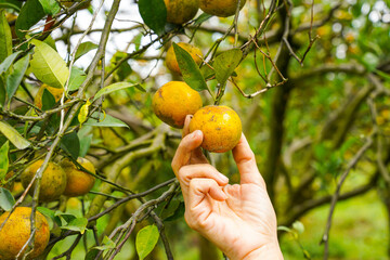 Oranges on the Tree ready for Harvests. Navel orange, Citrus sinensis or known as 