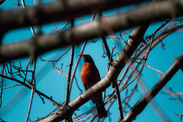 Robin on Branch