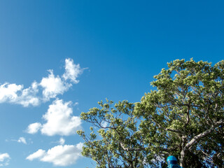 真夏の青空と雲とガジュマル