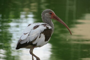 Closeup shot of ibis bird on river water background