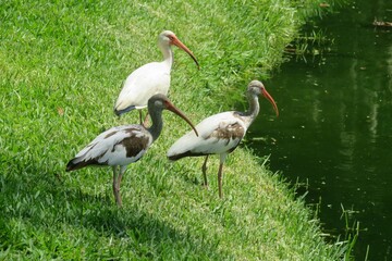 Ibises on grass at the river in Florida nature