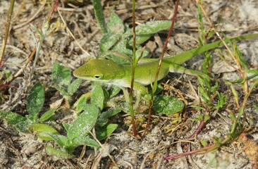 Green anole lizard on ground in Florida forest
