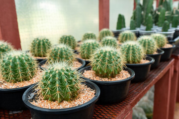 Beautiful green cactus plant in black flower pot for background