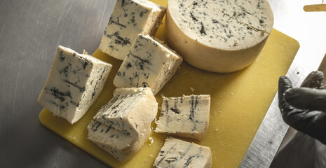 A farmer in black gloves cuts a head of spicy gorgonzola cheese with blue mold with a slicer into pieces