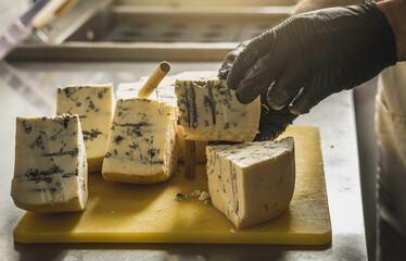 A farmer in black gloves cuts a head of spicy gorgonzola cheese with blue mold with a slicer into...