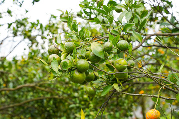 Oranges on the Tree ready for Harvests. Navel orange, Citrus sinensis or known as 