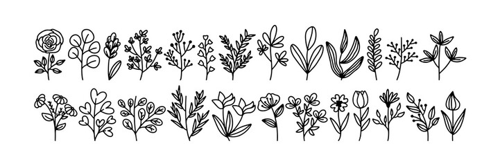 A collection of plant and flower sketches