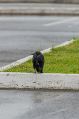 A young black crow sitting on the curb