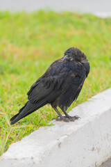 A young black crow sitting on the curb