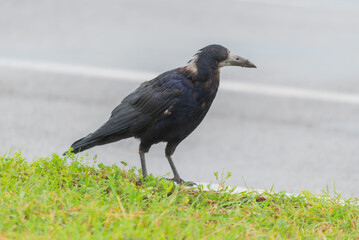 A black crow walking on a green lawn by the road