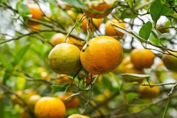Oranges on the Tree ready for Harvests. Navel orange, Citrus sinensis or known as 