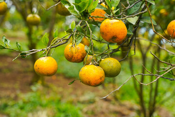 Oranges on the Tree ready for Harvests. Navel orange, Citrus sinensis or known as 