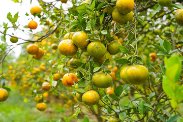 Oranges on the Tree ready for Harvests. Navel orange, Citrus sinensis or known as 