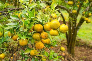 Oranges on the Tree ready for Harvests. Navel orange, Citrus sinensis or known as 