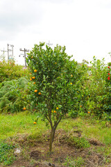 Fototapeta na wymiar Oranges on the Tree ready for Harvests. Navel orange, Citrus sinensis or known as 
