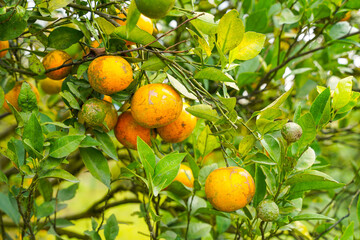 Oranges on the Tree ready for Harvests. Navel orange, Citrus sinensis or known as "Limau Madu"