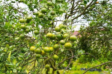 Oranges on the Tree ready for Harvests. Navel orange, Citrus sinensis or known as 