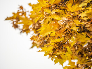 Maple branches with yellow leaves and seeds in autumn, in the light of sunset.