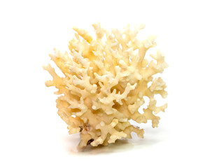 Image of dead white coral cubes on a white background. Undersea Animals.