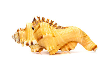 Obraz premium Image of lotoria lotoria sea shells, common name the black-spotted snail or washing bath triton isolated on white background. Sea snail. Undersea Animals. Sea Shells.