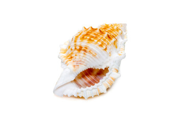 Image of bufonaria rana sea shell is a species of sea snail, a marine gastropod mollusk in the family Bursidae, the frog shells isolated on white background. Undersea Animals. Sea Shells.