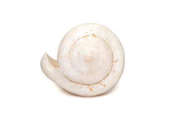 Image of white conch shell isolated on white background. Undersea Animals. Sea Shells.
