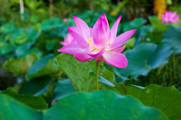 Beautiful pink pollen lotus flower in the lake green leaf.