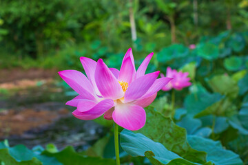 Obraz premium Beautiful pink pollen lotus flower in the lake green leaf.
