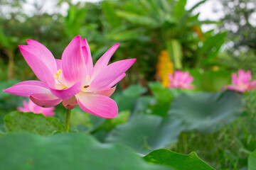 Obraz premium Beautiful pink pollen lotus flower in the lake green leaf.