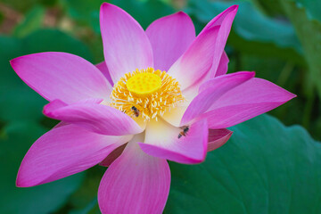 Beautiful pink pollen lotus flower insect bee flies with pollen in the lake