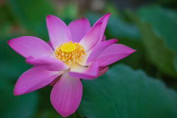 Beautiful pink pollen lotus flower insect bee flies with pollen in the lake