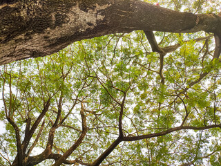Fototapeta premium Top trees under blue Sky with white cloud and clear abstract. Beautiful air sunlight with clound scape colorful. Blackdrop for wallpaper backdrop background.