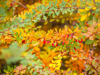 Branches of a barberry Bush with ripe red barberry berries