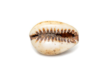 Luria isabella, common names Isabel's cowry, Isabella cowry or fawn-coloured cowry, is a species of sea snail, a cowry, a marine gastropod mollusk in the family Cypraeidae, the cowries. Sea Shells.