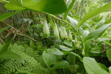 Wild alpine plants and flower Rishiri island at Northern Hokkaido in Japan
