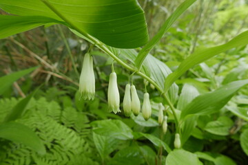 Wild alpine plants and flower Rishiri island at Northern Hokkaido in Japan