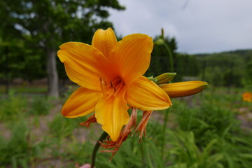 Wild alpine plants and flower Rishiri island at Northern Hokkaido in Japan